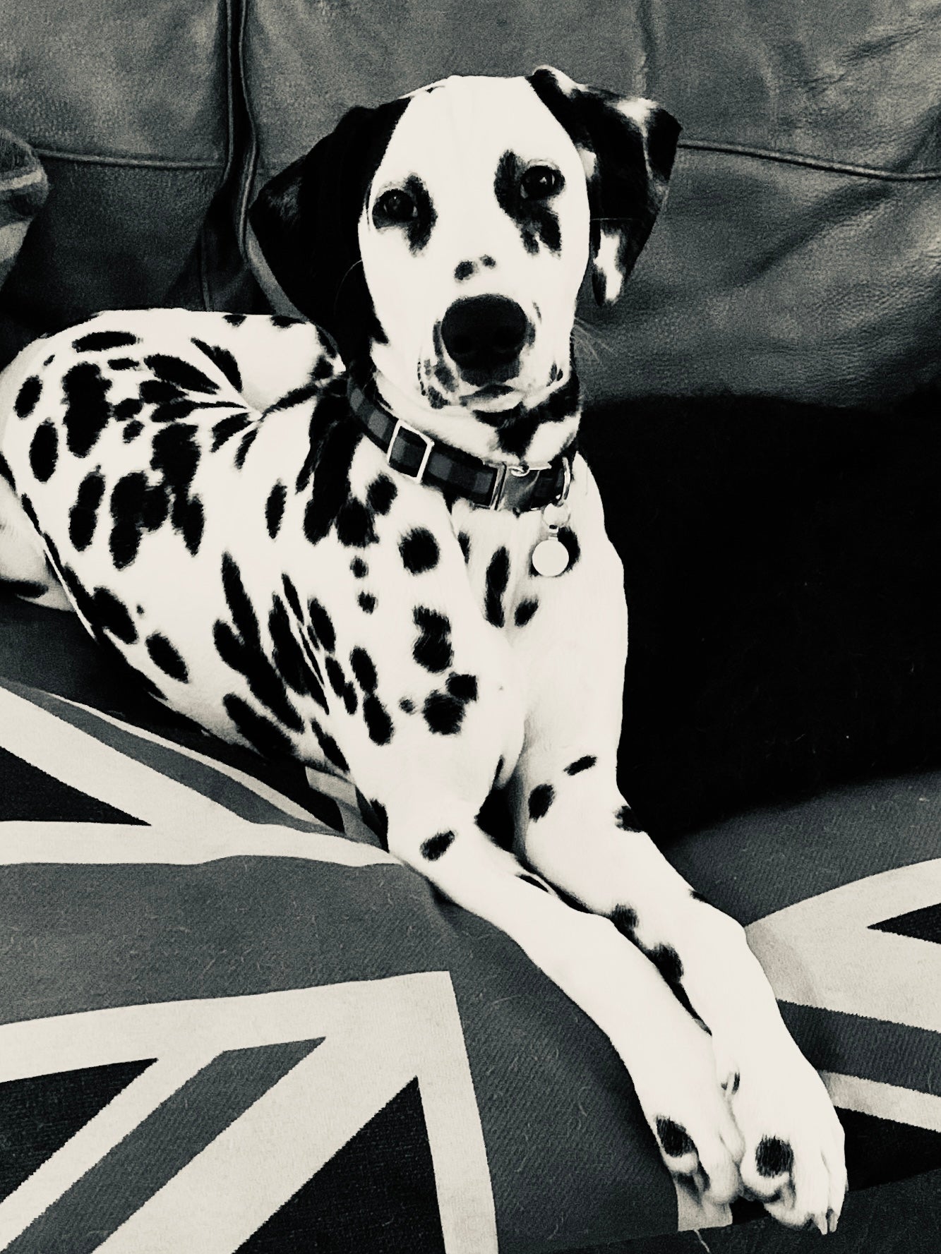 VINCENT VAN DOG (VINNIE)